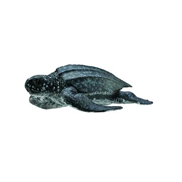 

Collecta kožatka velká