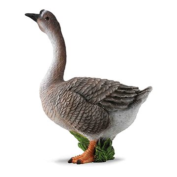 

Collecta husa divoká