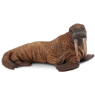 

Collecta mrož samice