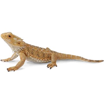 

Collecta agama vousatá