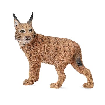 

Collecta rys ostrovid