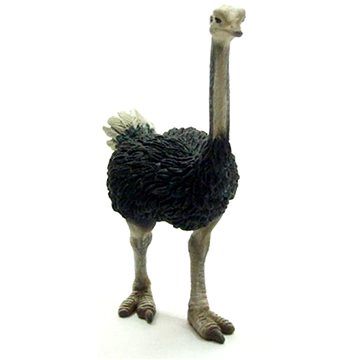 

Collecta pštros dvouprstý