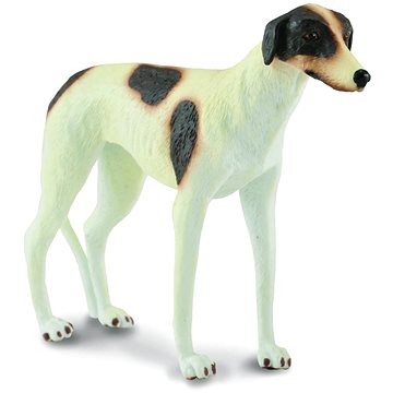 

Collecta pes Anglický chrt