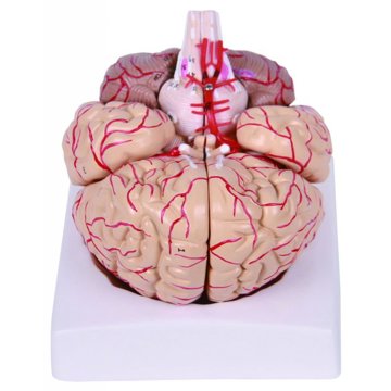 

Deren Scientific Mozek s arteriemi a nervy