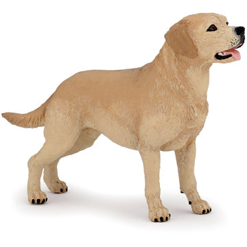 

PAPO Labrador