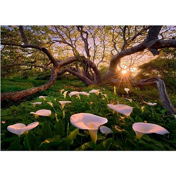 

HEYE Puzzle Magic Forests: Kornoutice africká 1000 dílků