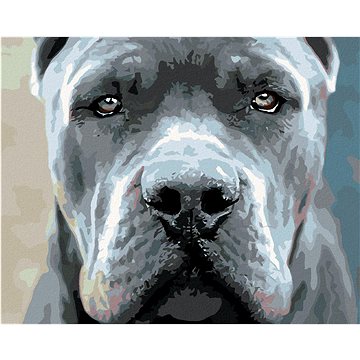 

Diamondi - CANE CORSO, 40x50 cm, bez rámu a bez vypnutí plátna
