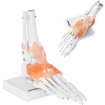 

Physa Anatomický model hlezenního kloubu s vazy, 1:1