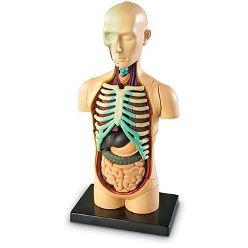 

Learning Resources Anatomický model lidského těla