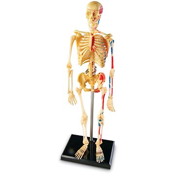 

Learning Resources Anatomický model lidské kostry