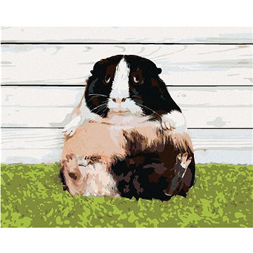 

Líné morče, 40×50 cm, bez rámu a bez vypnutí plátna