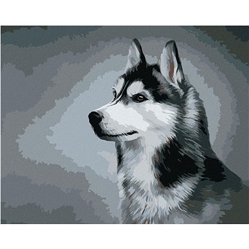 

Sibiřský husky, 40×50 cm, vypnuté plátno na rám