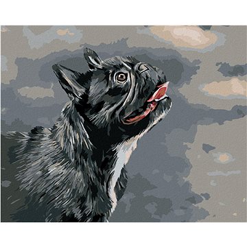 

Vzhlížející francouzský buldoček, 40×50 cm, vypnuté plátno na rám