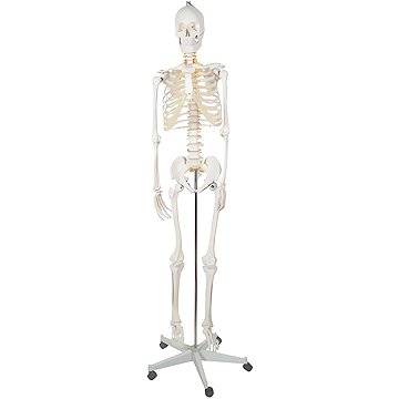 Malatec 22583 Anatomický model kostry se stojanem 170 cm