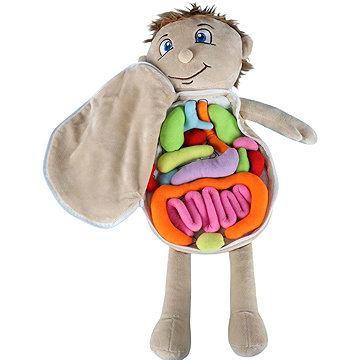 KIK KX2954 Vzdělávací panenka – anatomický model, chlapec