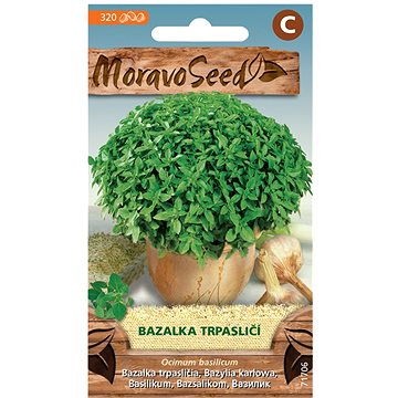 

MORAVOSEED CZ Bazalka pravá, trpasličí