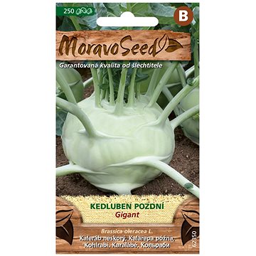 

MORAVOSEED CZ Kedluben pozdní GIGANT, bílý