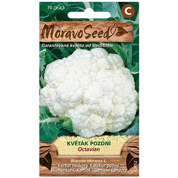 

MORAVOSEED CZ Květák pozdní OCTAVIAN