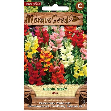 

MORAVOSEED CZ Hledík větší nízký velkokvětý, směs