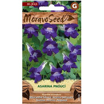 

MORAVOSEED CZ Asarina pnoucí, fialová