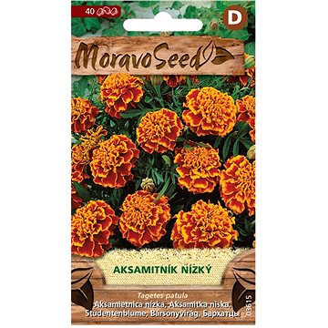 

MORAVOSEED CZ Aksamitník rozkladitý plnokvětý, oranžovo-hnědý