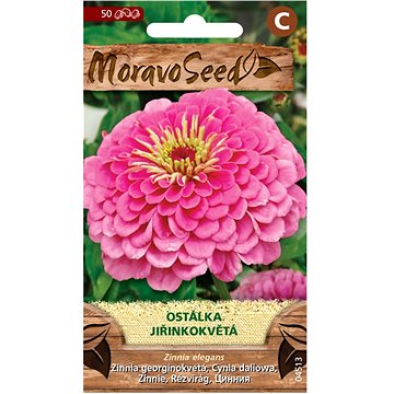 

MORAVOSEED CZ Ostálka lepá jiřinkokvětá, růžová
