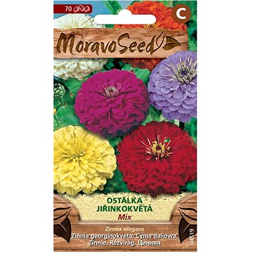 

MORAVOSEED CZ Ostálka lepá jiřinkokvětá, směs
