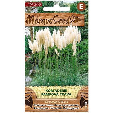 

MORAVOSEED CZ Cortaderie - Pampová tráva, bílá