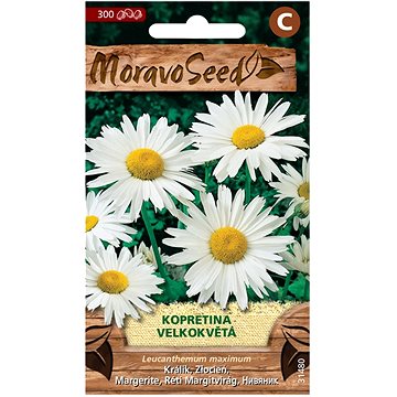 

MORAVOSEED CZ Kopretina velkokvětá, bílá