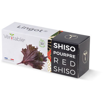 

Véritable Lingot Fialový shiso - BIO