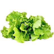 Click and Grow Hlávkový salát - Sazenice