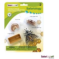 Safari Ltd. Životní cyklus - Včela - Anatomický model