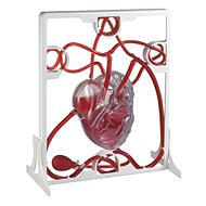 Lidské srdce - srdeční tep - Vzdělávací sada