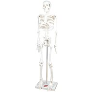 Skeleton to  1/2  Scale - Educational Set