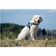 Pestrá - Pestrá psí školka budoucích asistenčních psů - Charitativní projekt