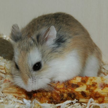 Křeček roborovský, chov