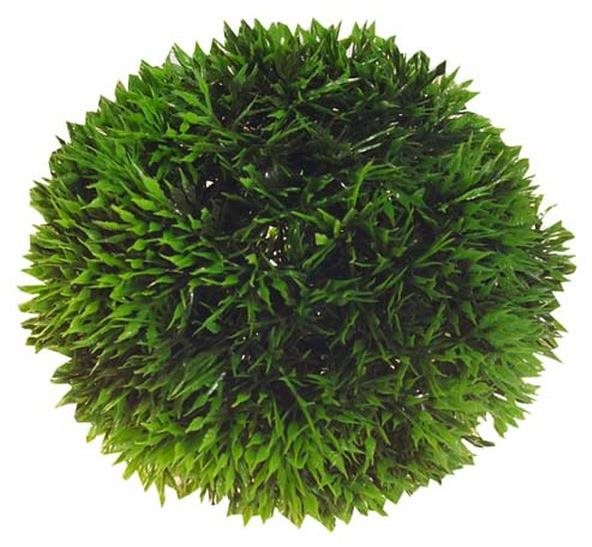 Hobby Plant Ball 9 cm Dekorácia do akvária