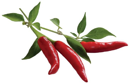 Click And Grow Chili Pepper Sadenice