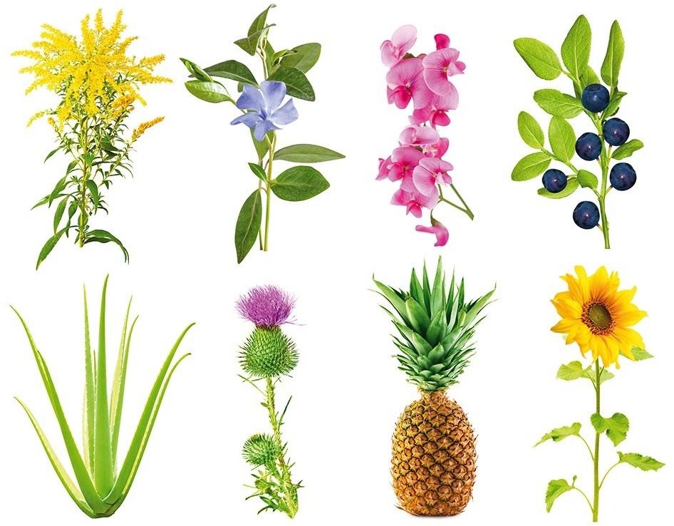 Click and Grow Experimentális utántöltő Ültetvény