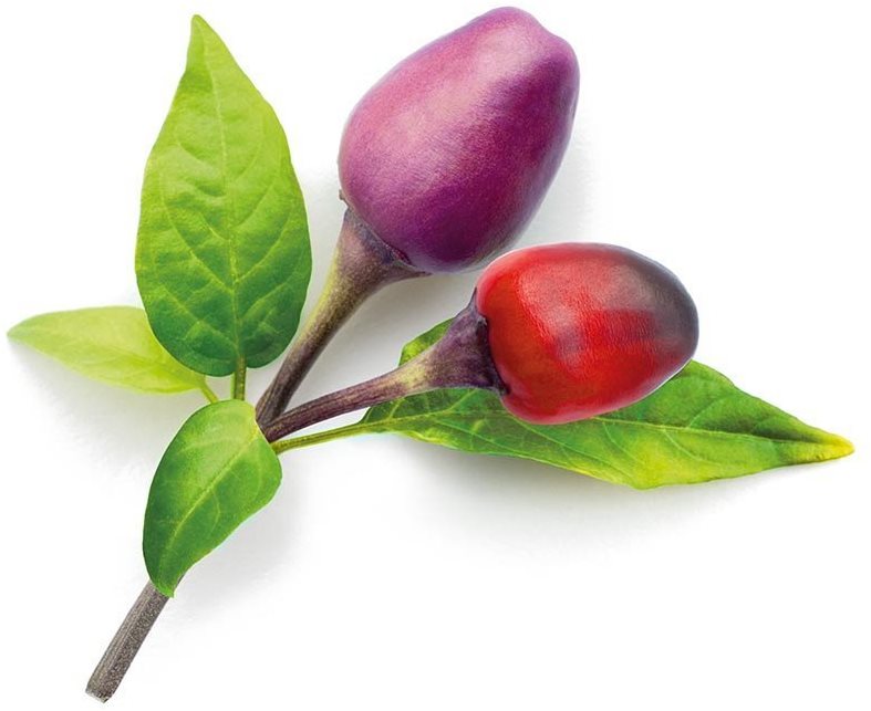 Click and Grow Fialové chilli Sadenice