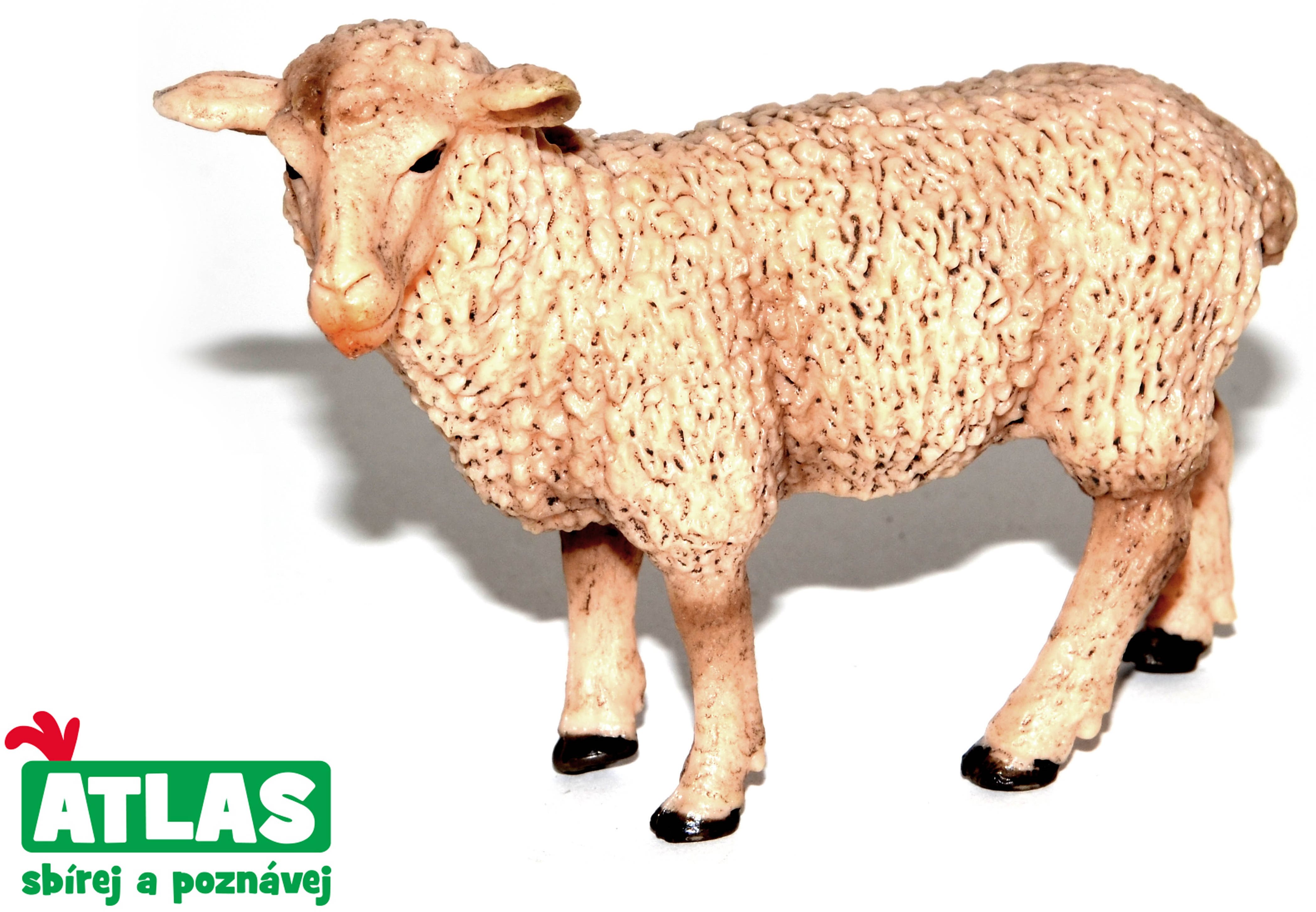 Atlas Sheep Figure