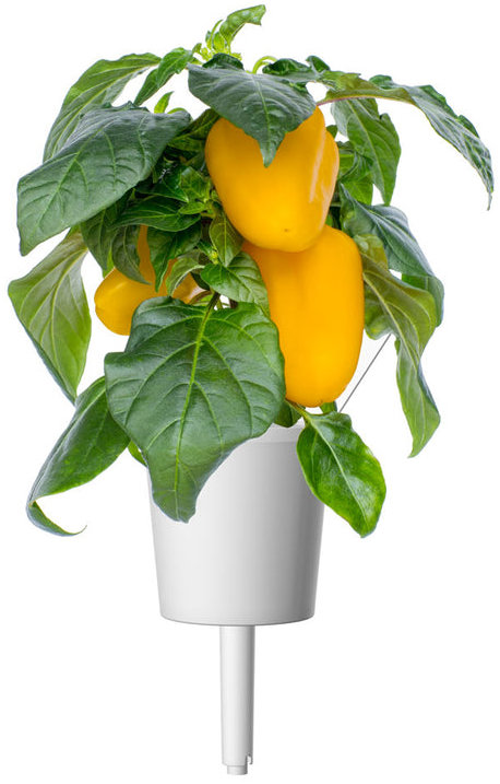 Click and Grow Édes sárga paprika Ültetvény