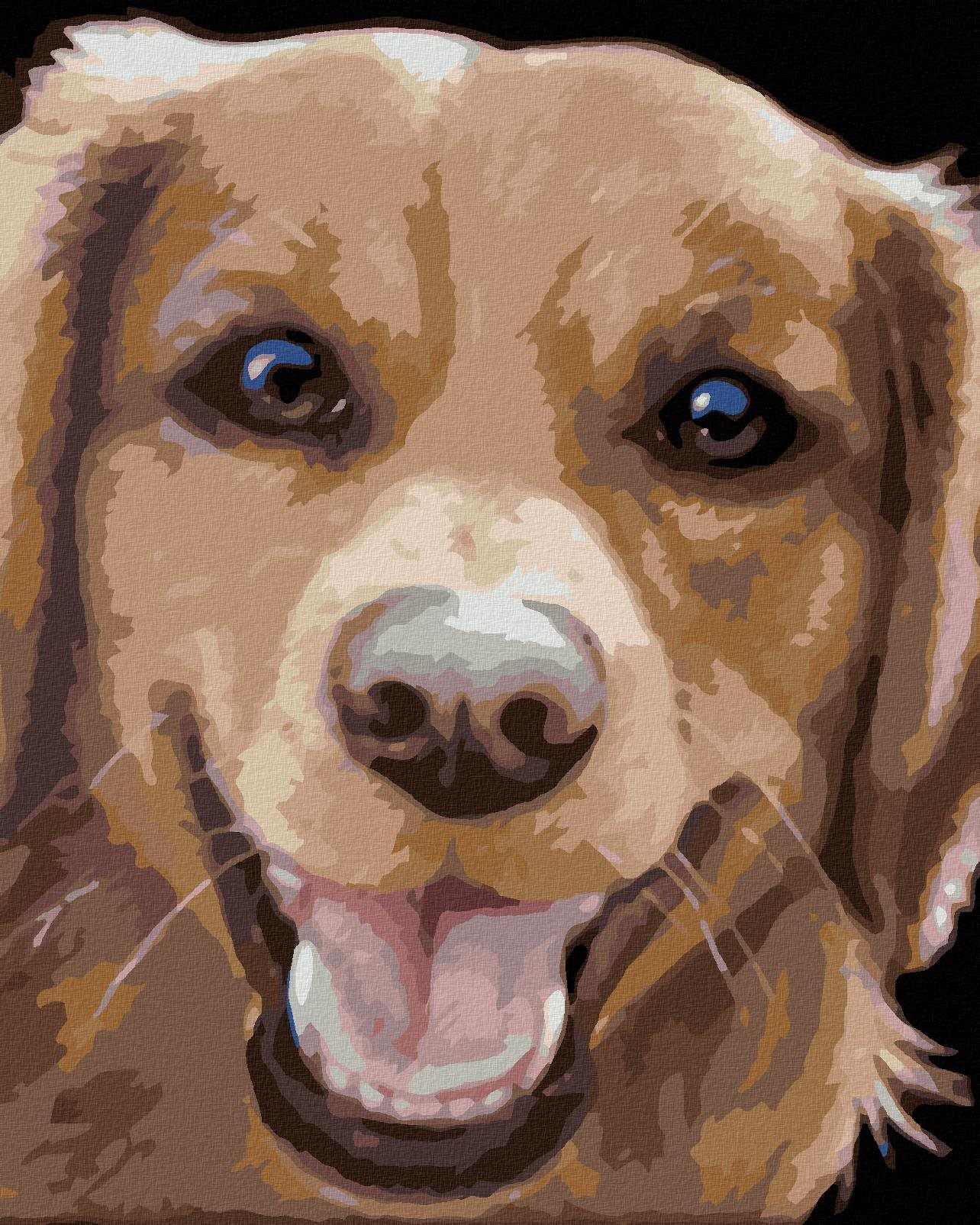 Zuty - Malování Podle Čísel - Zlatý Retrívr (Myroslava Voloschuk), 40X50 Cm, Plátno+Rám