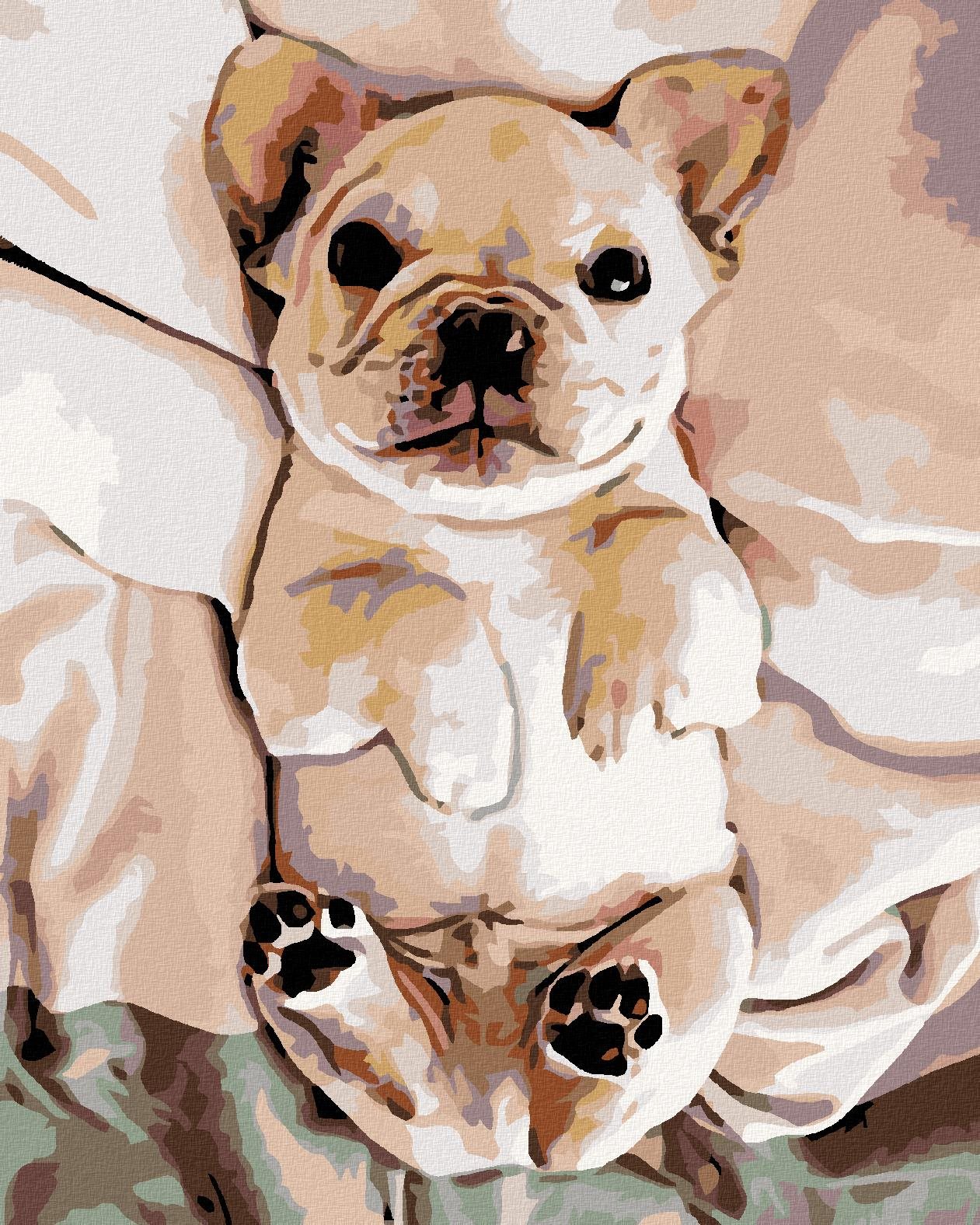 Malování podle čísel - Malé štěně buldočka, 40x50 cm, bez rámu a bez vypnutí plátna