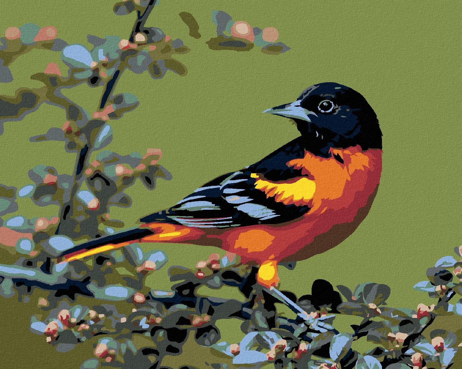 Malování podle čísel - Kardinál černohlavý, 50x40 cm, vypnuté plátno na rám