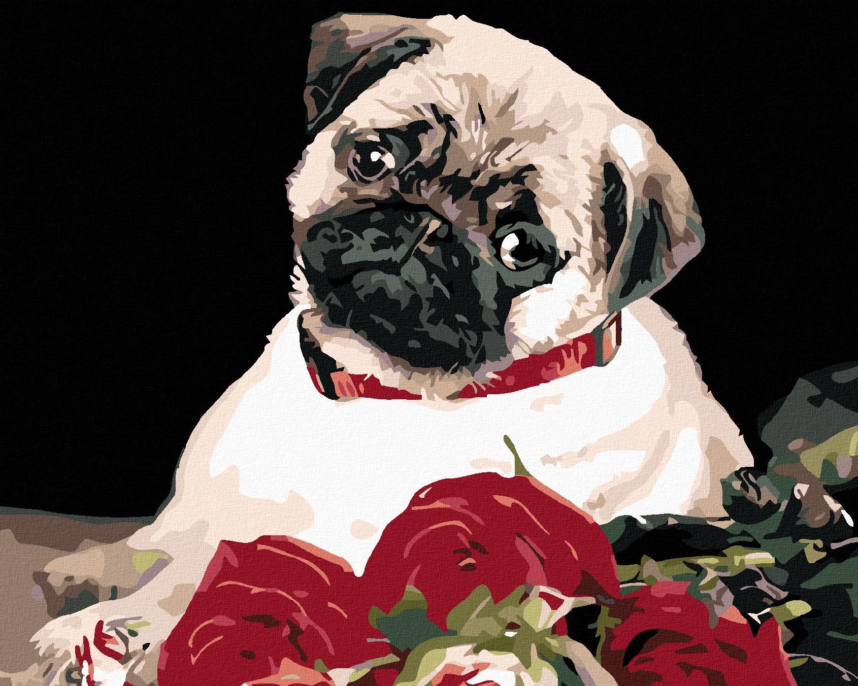 Diamondi - MOPS, 40x50 cm, vypnuté plátno na rám