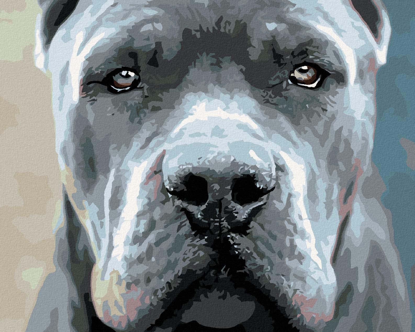 Diamondi - CANE CORSO, 40x50 cm, vypnuté plátno na rám