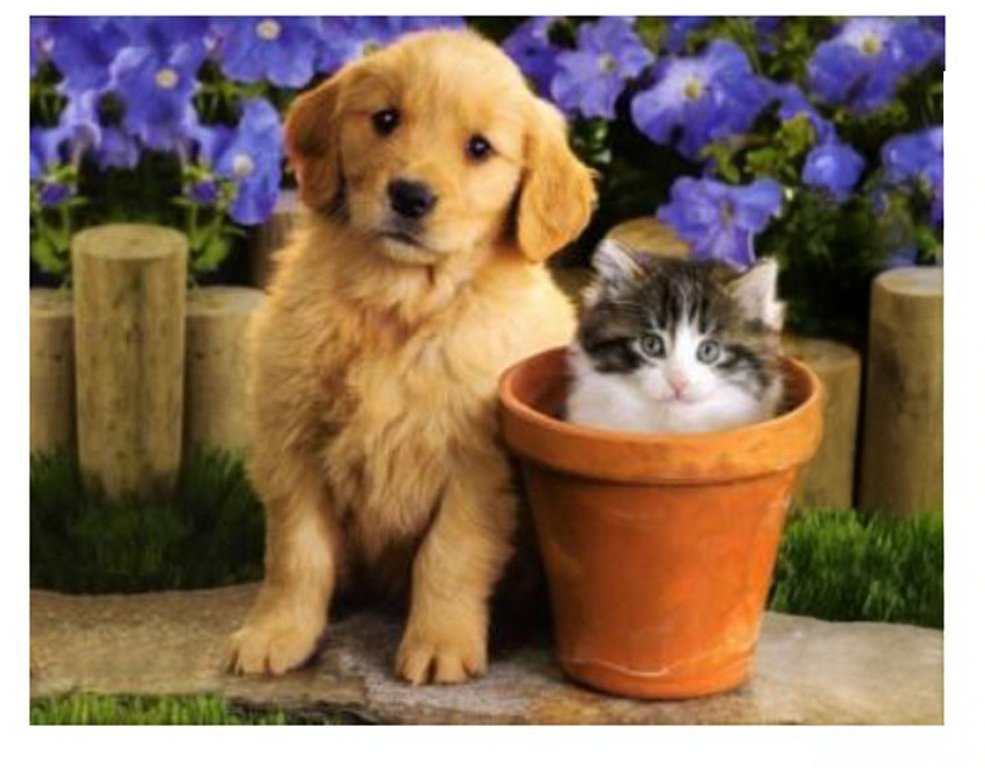 Vikpap Malování podle čísel, plátno 30 × 20 cm - Roztomilé duo