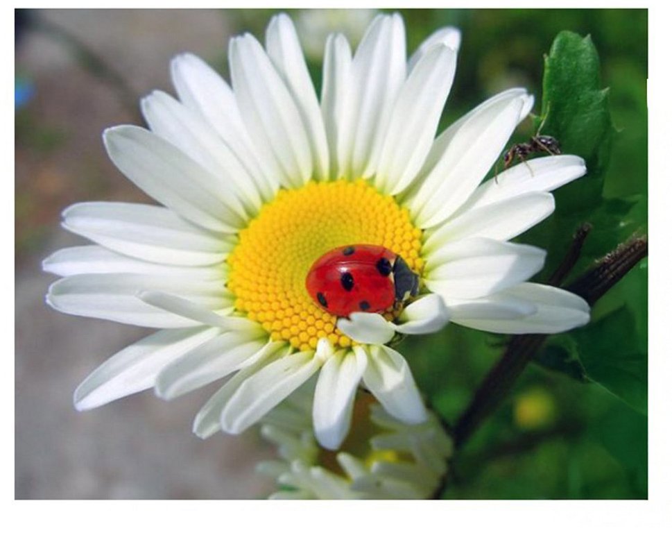 Vikpap Malování podle čísel, plátno 40 × 30 cm - Beruška na květu