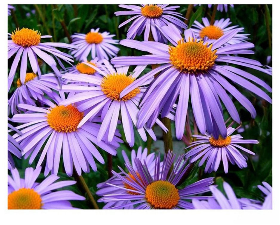 Vikpap Malování podle čísel, plátno 40 × 30 cm - Fialové astry